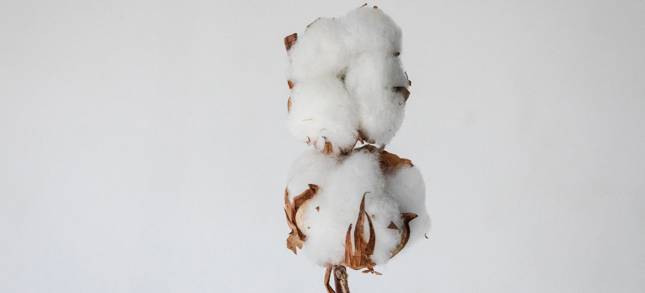 Timeless Elegance Preserved Cotton Timeless Elegance Preserved Cotton